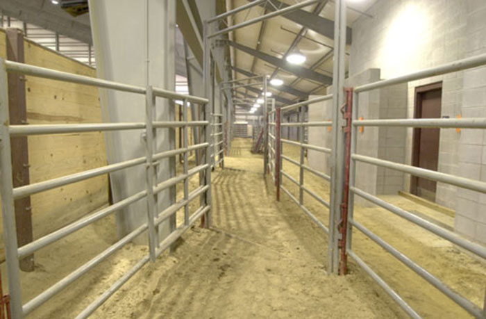 Livestock Holding and Return Alley